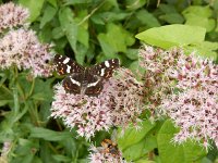 Araschnia levana 180, Landkaartje, on Eupatorium cannabinum, Saxifraga-Kars Veling