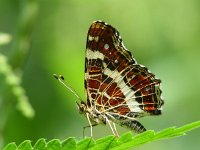 Araschnia levana 19, Landkaartje, 2nd generation, Vlinderstichting-Henk Bosma