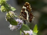 Araschnia levana 25, Landkaartje, Vlinderstichting-Henk Bosma