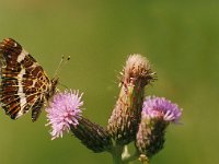 Araschnia levana 27, Landkaartje, Saxifraga-Pim Tiemens