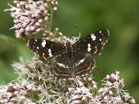 Araschnia levana 37, Landkaartje, Saxifraga-Willem van Kruijsbergen