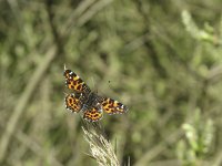 Araschnia levana 40, Landkaartje, Saxifraga-Rob Felix : Animalia, Arthropoda, Insecta, Lepidoptera, Project Natuurbalans, animal, arthropod, butterfly, dier, dieren, geleedpotige, geleedpotigen, insect, insecten, vlinder, vlinders