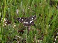 Araschnia levana 41, Landkaartje, Saxifraga-Rudmer Zwerver