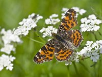 Araschnia levana 44, Landkaartje, Saxifraga-Rik Kruit