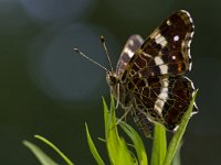 Araschnia levana 45, Landkaartje, Saxifraga-Rik Kruit