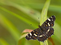 Beautiful map butterfly is resting on grass with copyspace  Beautiful map butterfly is resting on grass with copyspace : abstract, animal, araschnia, atmosphere, background, beautiful, beauty, blossom, butterfly, closeup, copy space, europe, field, flower, grass, green, insect, lepidoptera, levana, logo, macro, macro photography, map, natural, nature, nymphalidae, spring, summer, wildlife