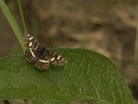 Araschnia levana 55, Landkaartje, Saxifraga-Jan van der Straaten