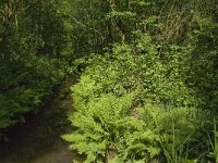 Araschnia levana 66, Landkaartje, habitat, NL, Noord-Brabant, Oirschot, Kinderbos, Saxifraga-Jan van der Straaten