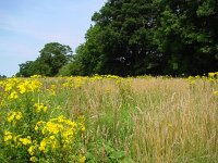 Araschnia levana 7, Landkaartje, habitat, Vlinderstichting-Henk Bosma