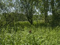 Araschnia levana 71, Landkaartje, habitat, NL, Noord-Brabant, Boxtel, Heerenbeek, Saxifraga-Jan van der Straaten