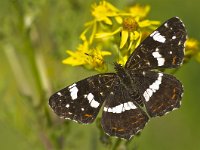 Araschnia levana 79, Landkaartje, Saxifraga-Rik Kruit