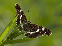 Araschnia levana 81, Landkaartje, Saxifraga-Rik Kruit