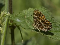 Araschnia levana 82, Landkaartje, Saxifraga-Jan van der Straaten