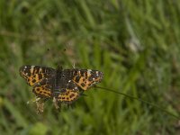 Araschnia levana 86, Landkaartje, Saxifraga-Jan van der Straaten