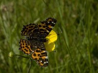 Araschnia levana 87, Landkaartje, Saxifraga-Jan van der Straaten