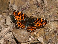 Araschnia levana 92, Landkaartje, Saxifraga-Bart Vastenhouw