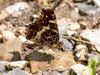 Araschnia levana 99, Landkaartje, Saxifraga-Bart Vastenhouw