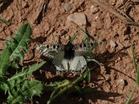 Archon apollinus 2, Pijpbloem apollo, Vlinderstichting-Albert Vliegenthart