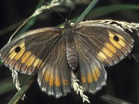 Arethusana arethusa 4, Oranje steppevlinder, female, Saxifraga-Frits Bink