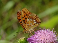 Argynnis adippe 10, Adippevlinder, Saxifraga-Jan van der Straaten