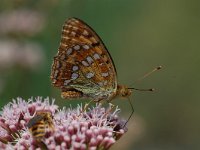 Argynnis adippe 11, Adippevlinder, Vlinderstichting-Albert Vliegenthart