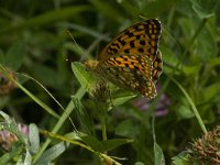 Argynnis adippe 14, Adippevlinder, Saxifraga-Jan van der Straaten