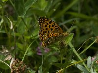 Argynnis adippe 15, Adippevlinder, Saxifraga-Jan van der Straaten