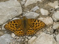 Argynnis adippe 16, Adippevlinder, Saxifraga-Jan van der Straaten