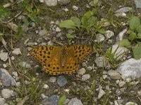 Argynnis adippe 20, Adippevlinder, Saxifraga-Jan van der Straaten