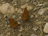 Argynnis adippe 21, Adippevlinder, Saxifraga-Jan van der Straaten