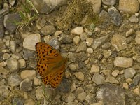 Argynnis adippe 22, Adippevlinder, Saxifraga-Jan van der Straaten