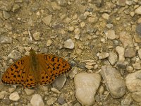 Argynnis adippe 23, Adippevlinder, Saxifraga-Jan van der Straaten