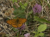 Argynnis adippe 24, Adippevlinder, Saxifraga-Jan van der Straaten