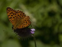 Argynnis adippe 26, Adippevlinder, Saxifraga-Jan van der Straaten