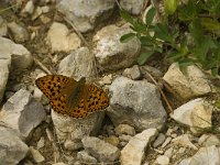 Argynnis adippe 32, Adippevlinder, Saxifraga-Jan van der Straaten