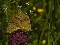 Argynnis adippe 33, Adippevlinder, Saxifraga-Jan van der Straaten