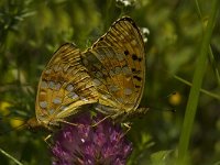 Argynnis adippe 34, Adippevlinder, Saxifraga-Jan van der Straaten