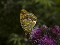 Argynnis adippe 36, Adippevlinder, Saxifraga-Marijke Verhagen