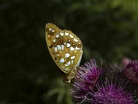 Argynnis adippe 37, Adippevlinder, Saxifraga-Marijke Verhagen