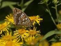 Argynnis adippe 38, Adippevlinder, Saxifraga-Marijke Verhagen