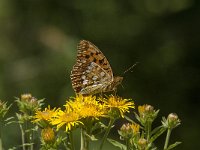 Argynnis adippe 40, Adippevlinder, Saxifraga-Marijke Verhagen