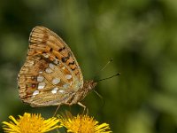 Argynnis adippe 43, Adippevlinder, Saxifraga-Marijke Verhagen