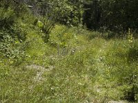 Argynnis adippe 5, Adippevlinder, habitat, F, Isere, Gresse-en-Vercors, Saxifraga-Jan van der Straaten