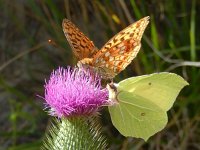 Argynnis adippe 56, Bosrandparelmoervlinder, on Cirsium vulgare, with Gonepteryx rhamni, Saxifraga-Kars Veling