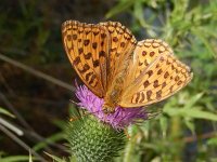 Argynnis adippe 57, Bosrandparelmoervlinder, on Cirsium vulgare, Saxifraga-Kars Veling