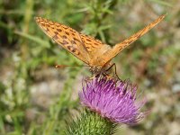 Argynnis adippe 59, Bosrandparelmoervlinder, on Cirsium vulgare, Saxifraga-Kars Veling