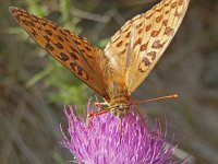 Argynnis adippe 61, Bosrandparelmoervlinder, on Cirsium vulgare, Saxifraga-Kars Veling