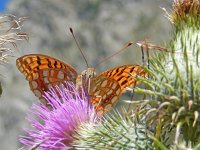 Argynnis adippe 63, Bosrandparelmoervlinder, on Cirsium vulgare, Saxifraga-Kars Veling