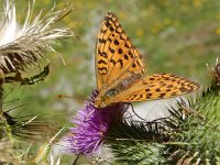 Argynnis adippe 64, Bosrandparelmoervlinder, on Cirsium vulgare, Saxifraga-Kars Veling