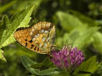 Argynnis adippe 8, Adippevlinder, Saxifraga-Jan van der Straaten